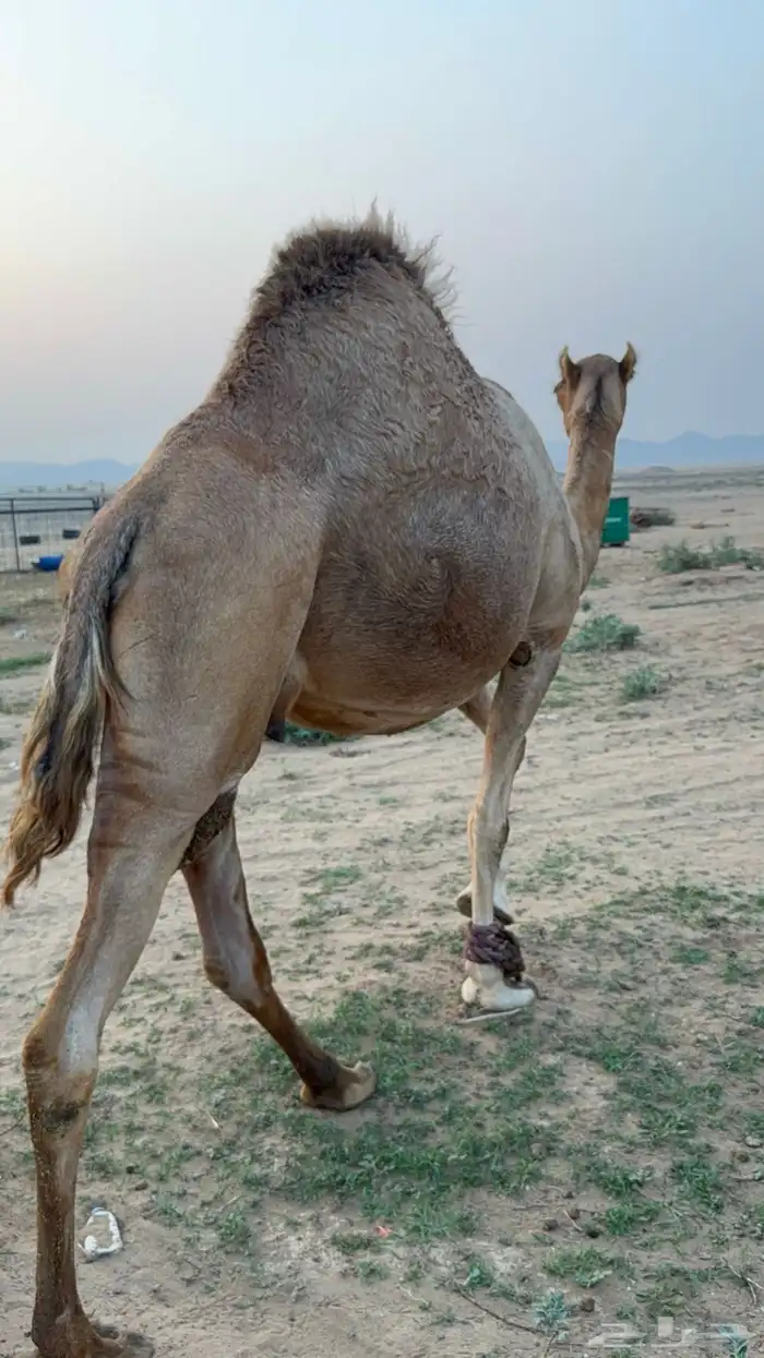 للبيع ملاقي ساحليه حمرا مشروطه بتلد 11