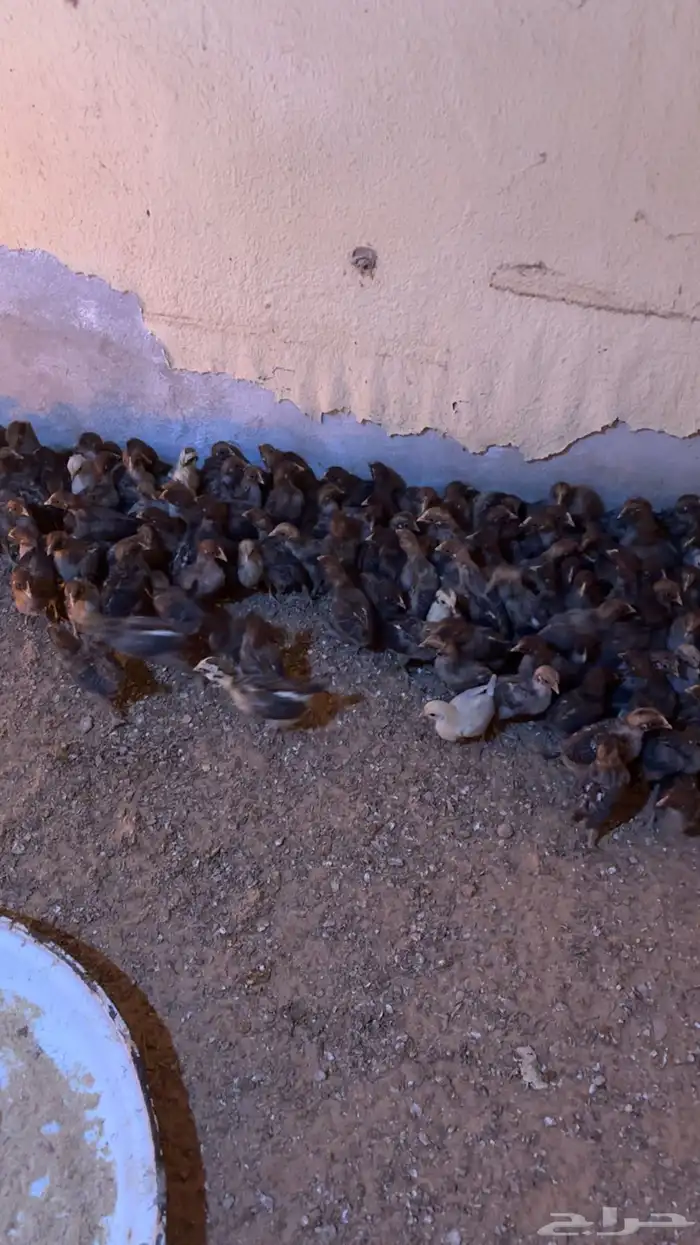 صوص فيومي سوبر جامبو 5