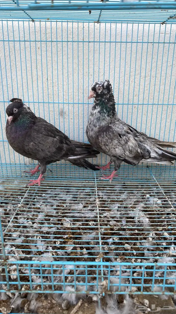 حمام قطيفي دخاني 2