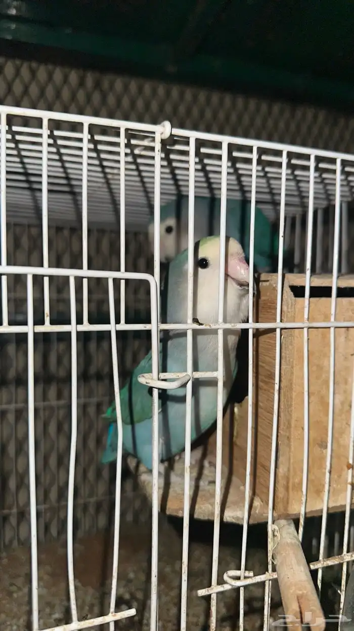 جوز روز ازرق 0