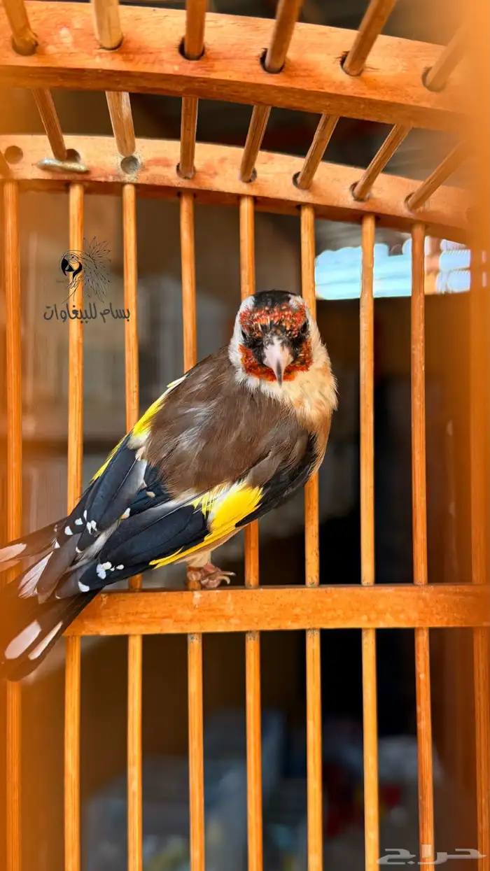 حسون سوري ماشاءالله تبارك الرحمن 1