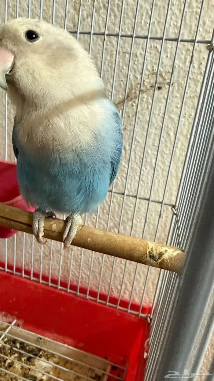 طير روز للبيع 0