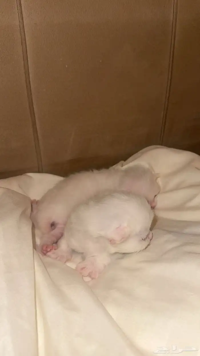 قطط كيتن للبيع 5