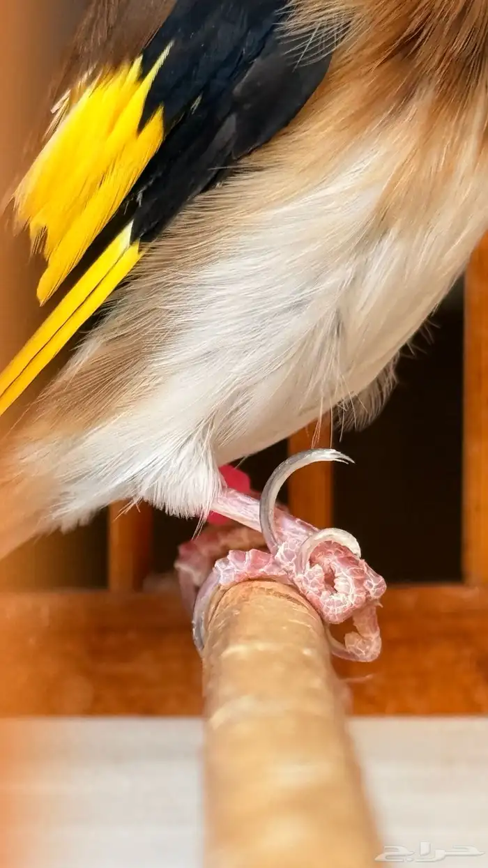 حسون سوري ماشاءالله تبارك الرحمن 6