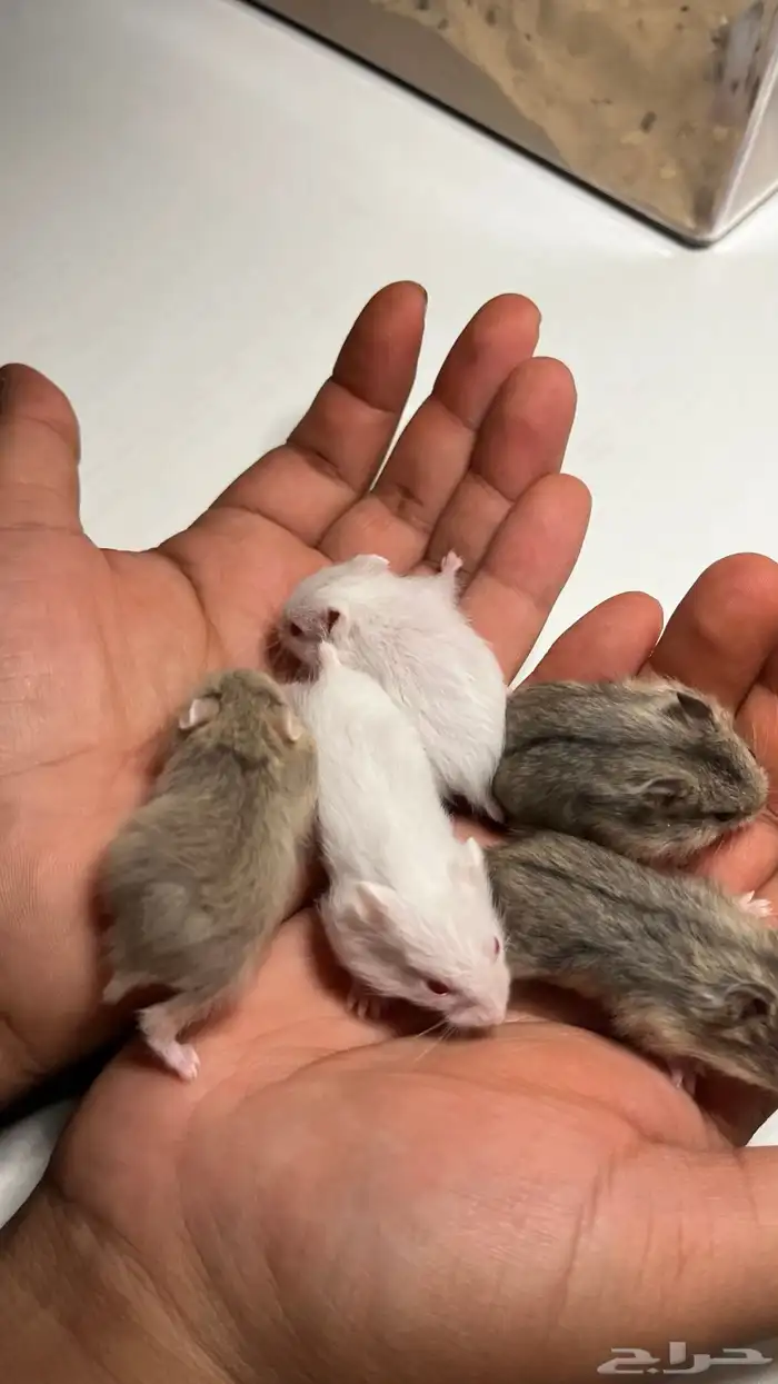 هامستر روسي الوان متعدده 6