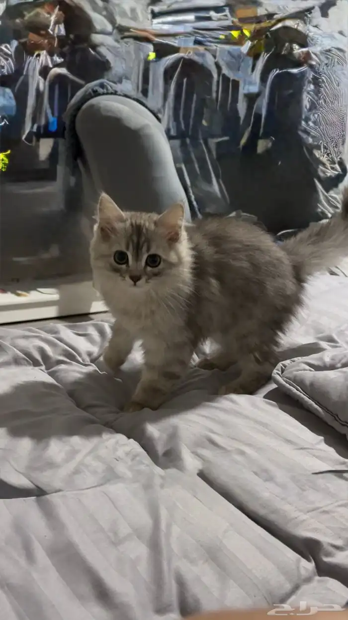 قطة للبيع 0