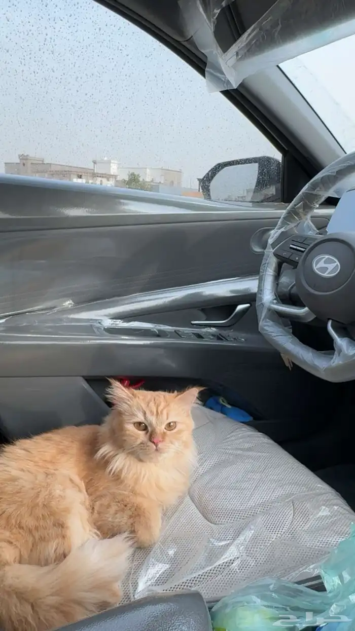 قطه شيرازي 0