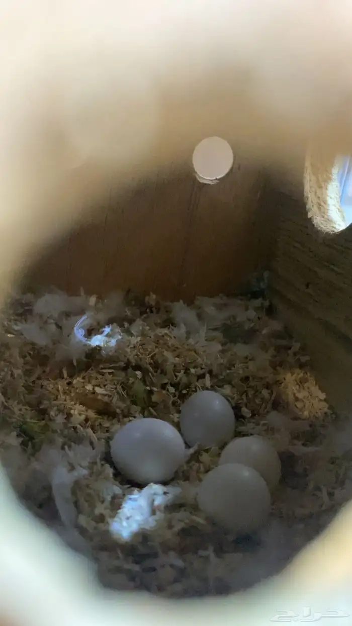 زوج روز للبيع 1