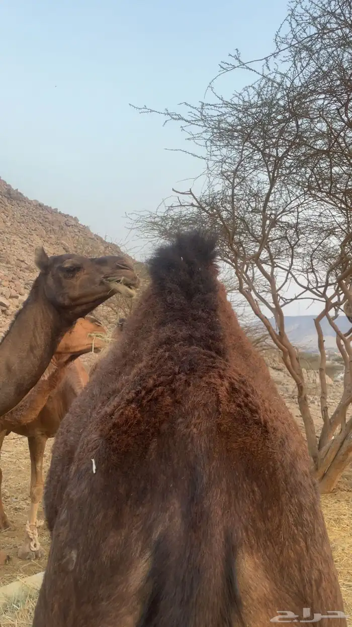 بكره للبيع حمرا مشروطه من جميع العيوب السوم عام وخاص للجميع 5