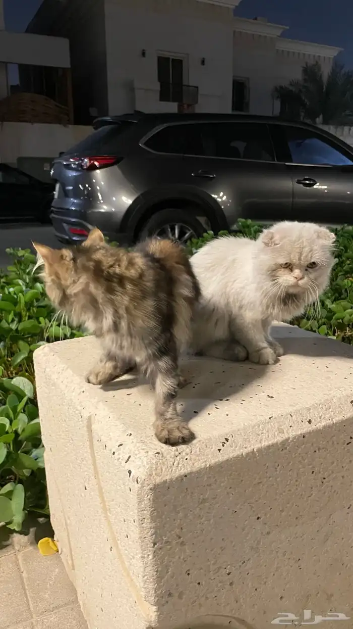 قطط تحتاج لأنقاذ عاجل 5