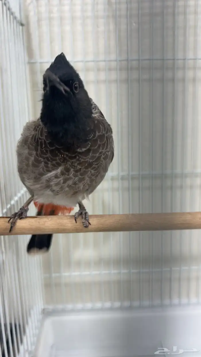 للبيع بلابيل 7