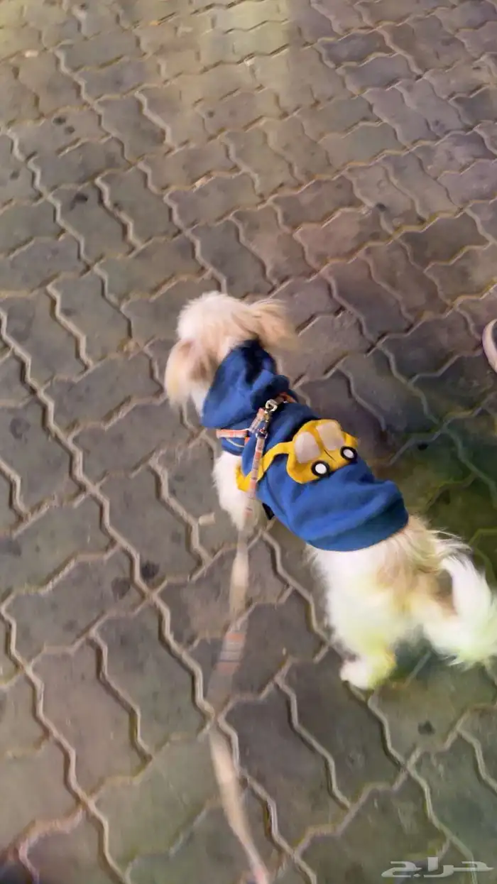 كلب مالتيز 1