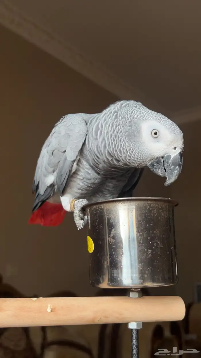 كاسكو اليف ومتكلم مليان كلام 3