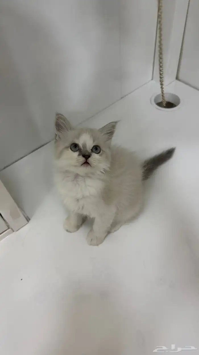 قطط آم  هملايا الاب شيرازي للبيع 6