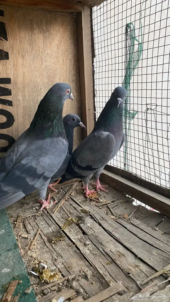 حمام جوز كالو كمنقر بولده 1