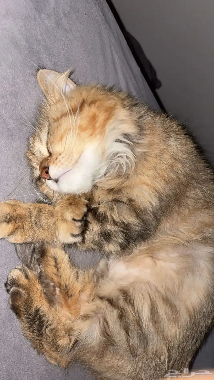 قطه مفقوده ضاحية الجبيل حي العزيزية 1