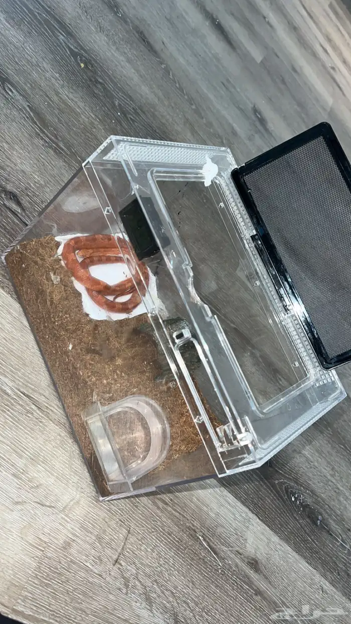 للبيع كورنن 0