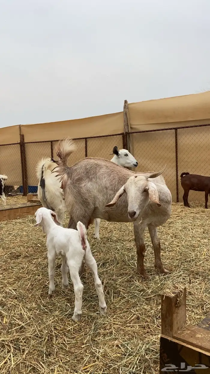 ماعز دفيع ومواليد جدة الغولا 1