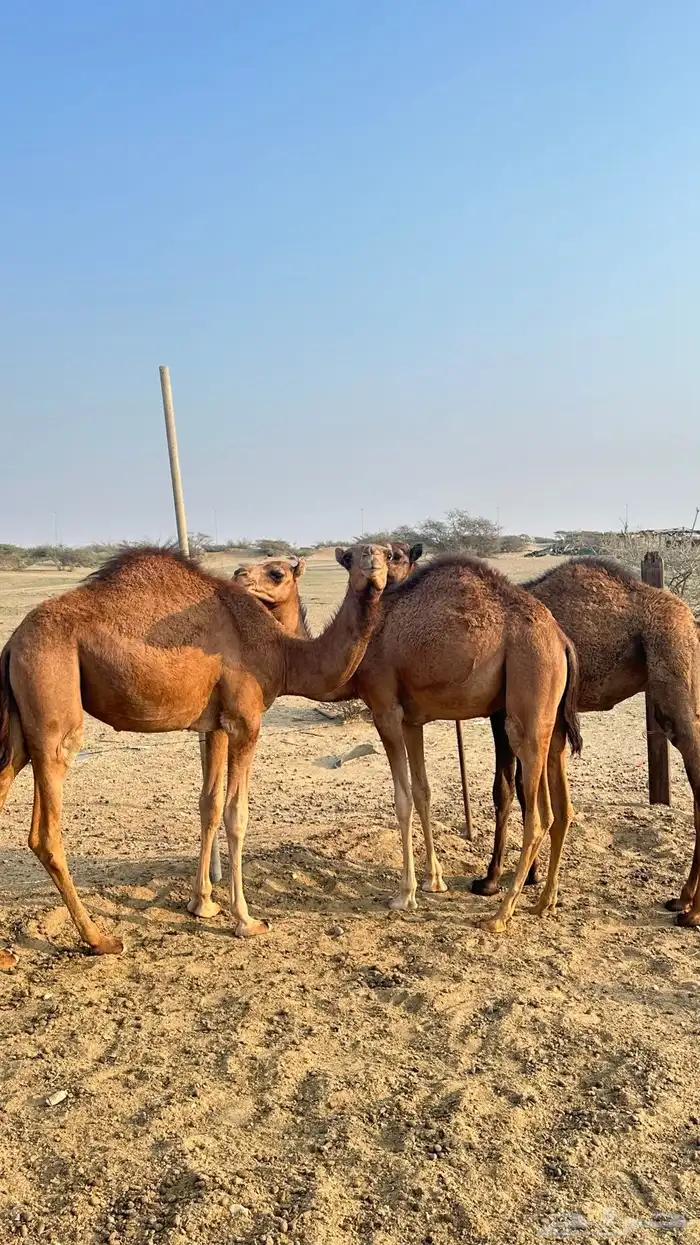 قعدان طيبة 2