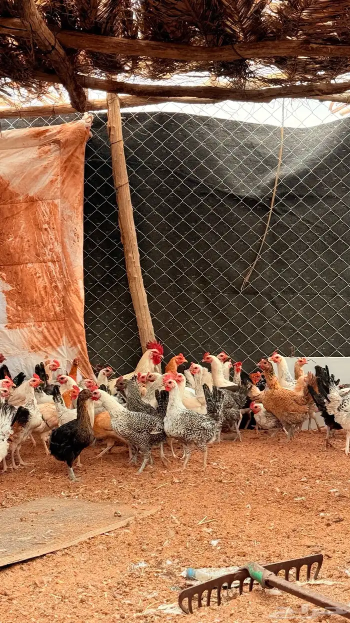 دجاج بلدي فيومي 4