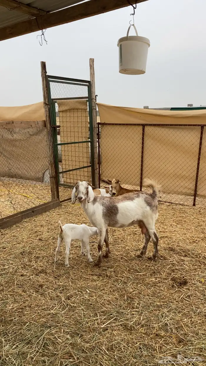 ماعز دفيع ومواليد جدة الغولا 0