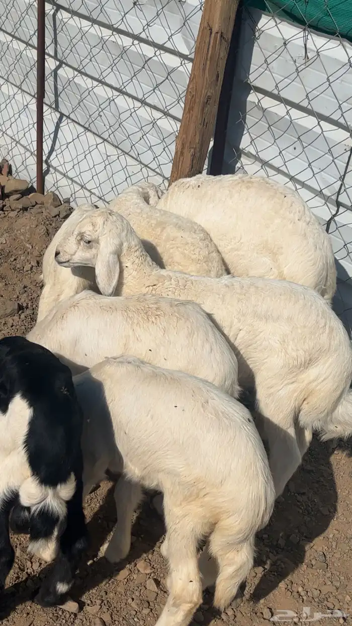 حريات والد 19