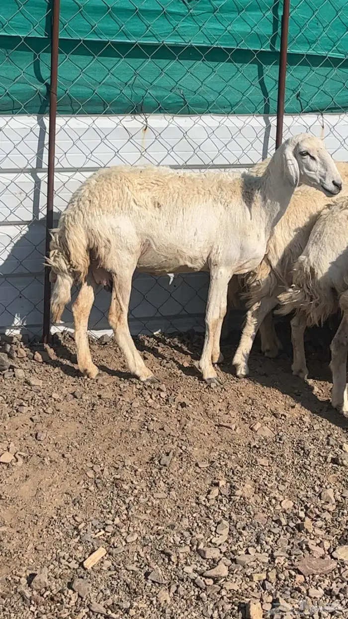 حريات والد 17