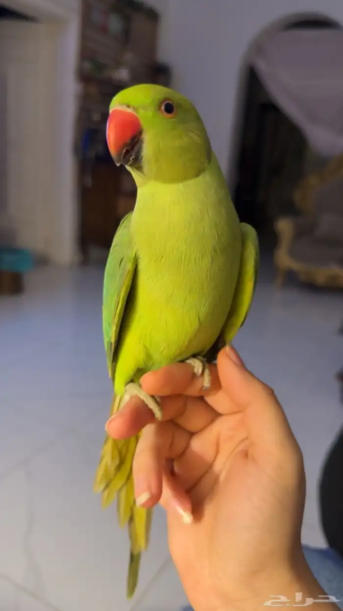 للبيع ببغاء الدرة أليف مناسب للأطفال 3