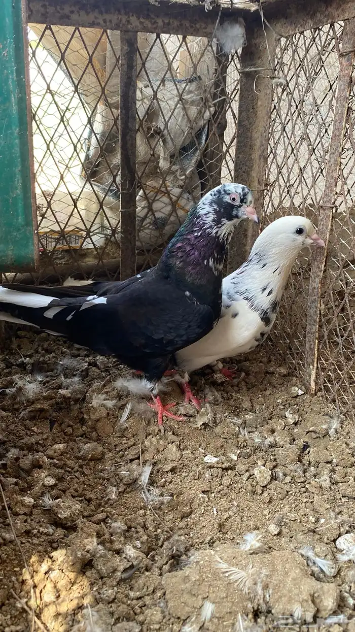 زوج حمام قطيفي 3