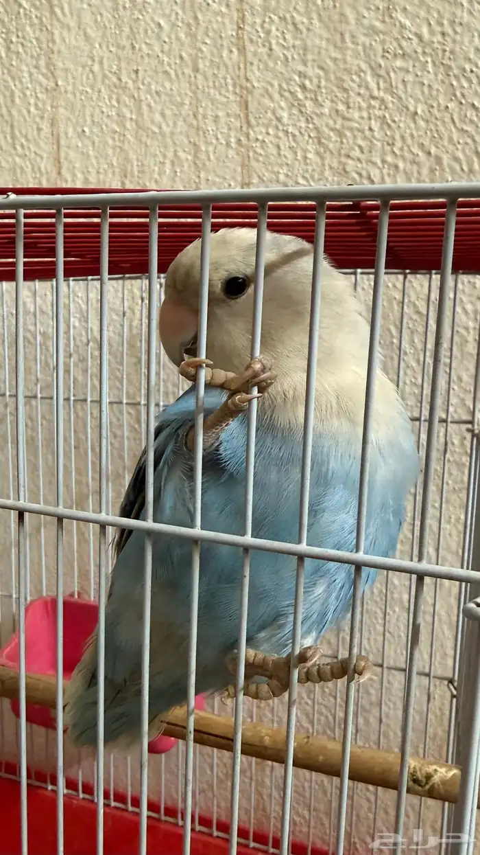 طير روز للبيع 2