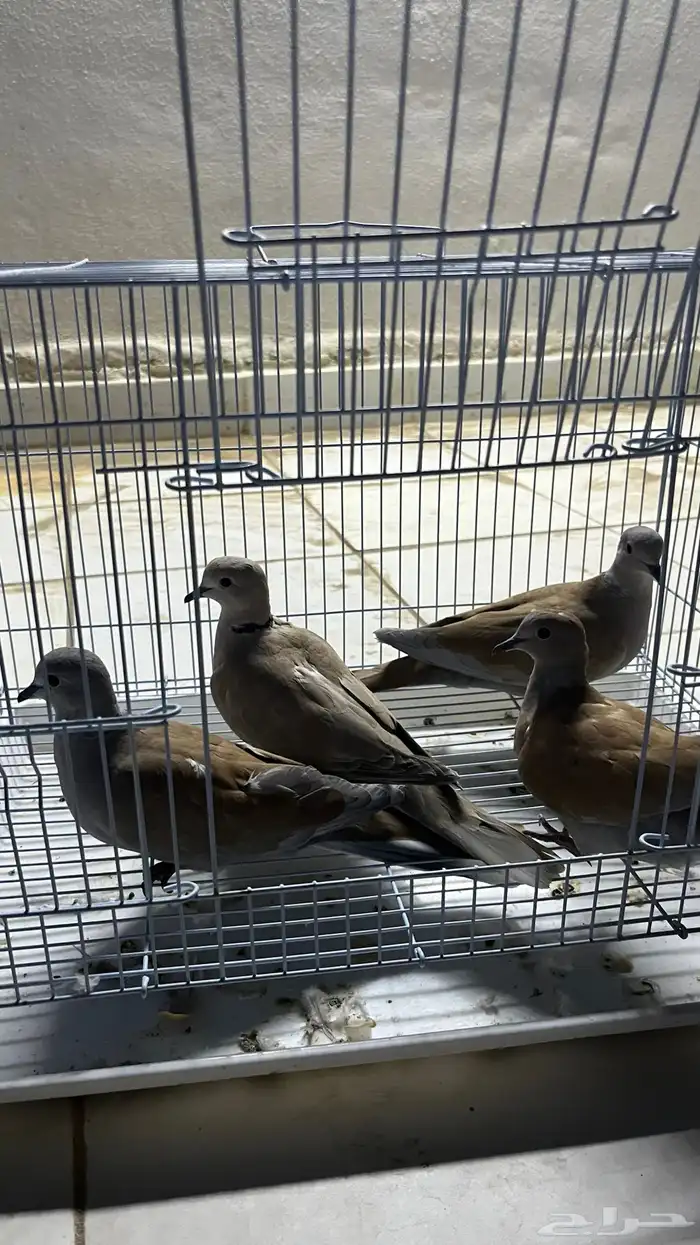 زوجين قمري هولندي منتج 0