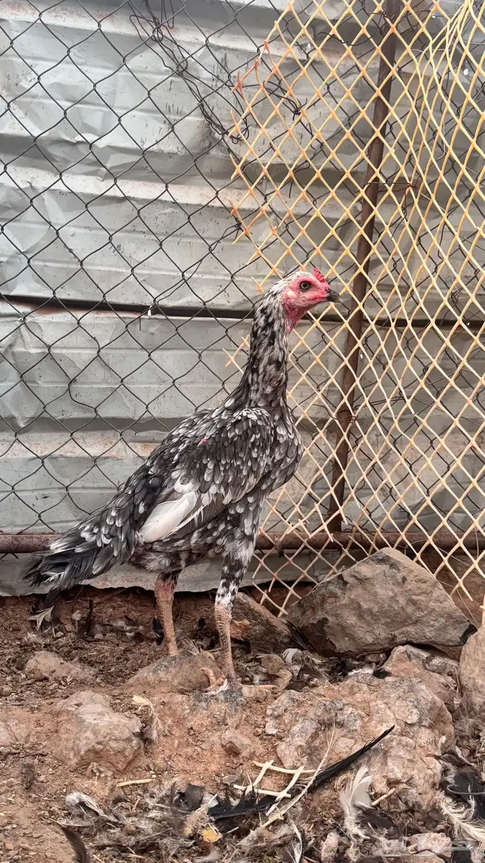 دجاج سندي نسل غبشان 2