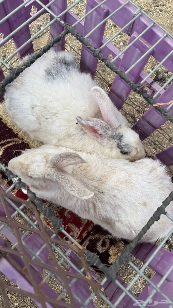 ارانب للبيع كفو 5