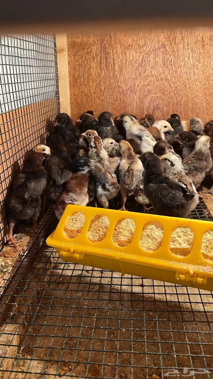 أنواع دجاج مشكله 4