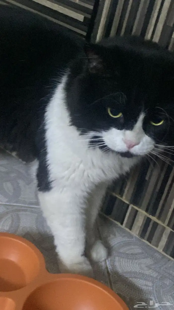 للتزاوج قط ذكر شيرازي امريكي 0