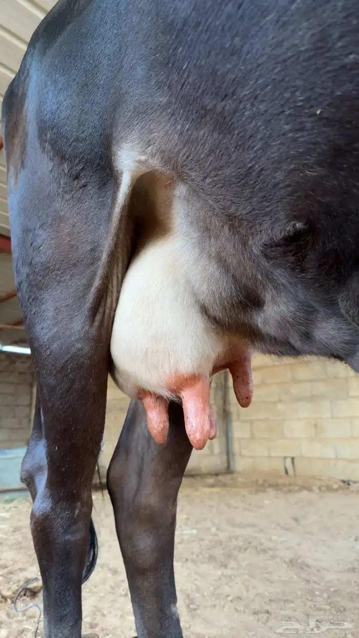 بقره جرسيه كفو وزبدها كفو وعلى جميع الشروط ولقحه 3