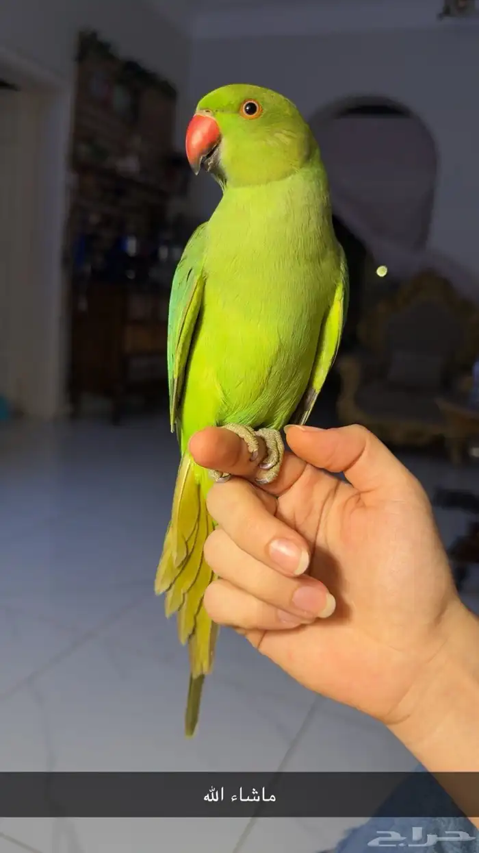 للبيع ببغاء الدرة أليف مناسب للأطفال 0