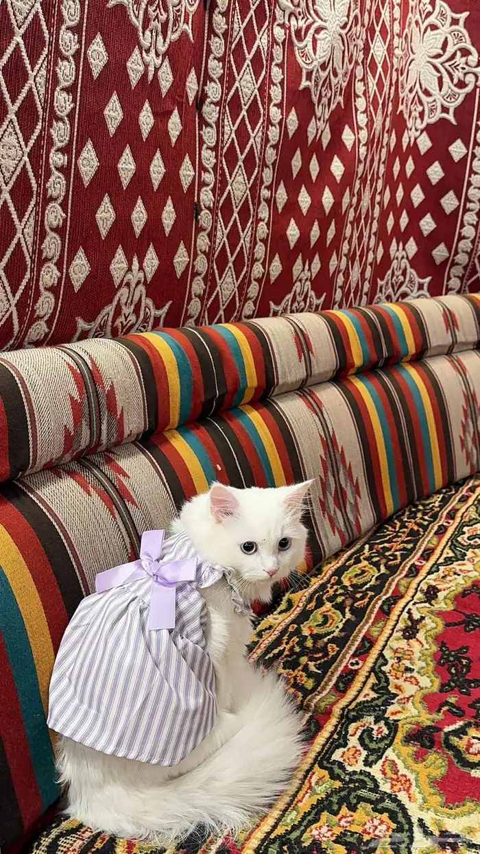 قطه للبيع نظيفه وهاديه انثى 0