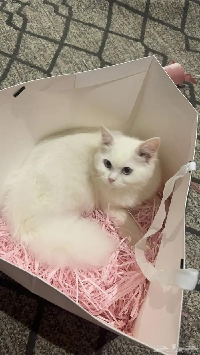 قطه ضائعه حي العدل كيلو 14 0