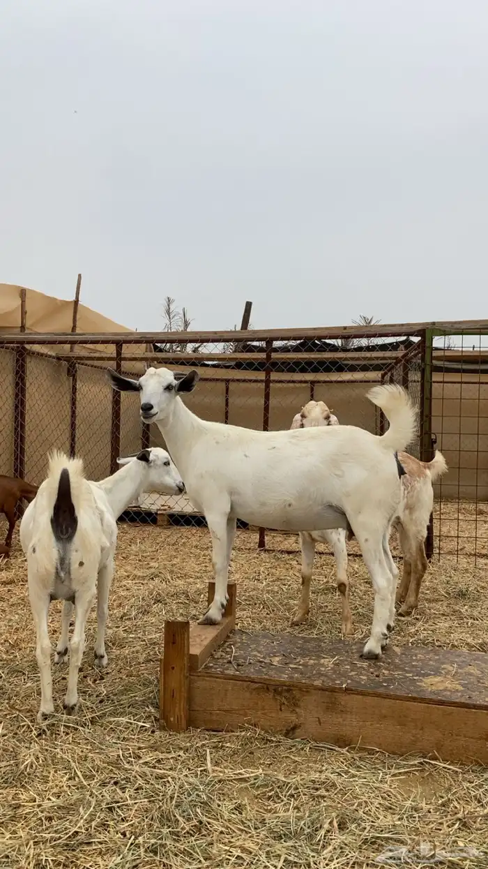 ماعز دفيع ومواليد جدة الغولا 6