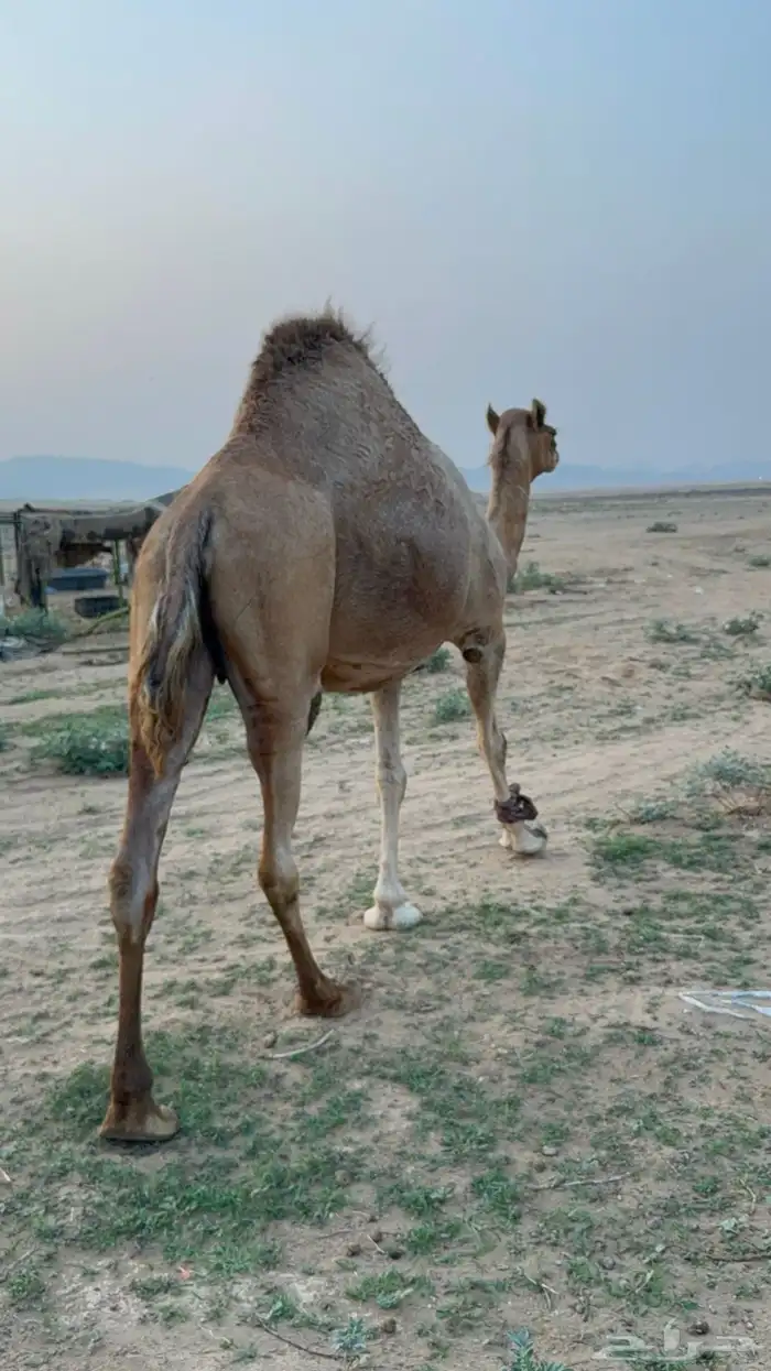 للبيع ملاقي ساحليه حمرا مشروطه بتلد 15