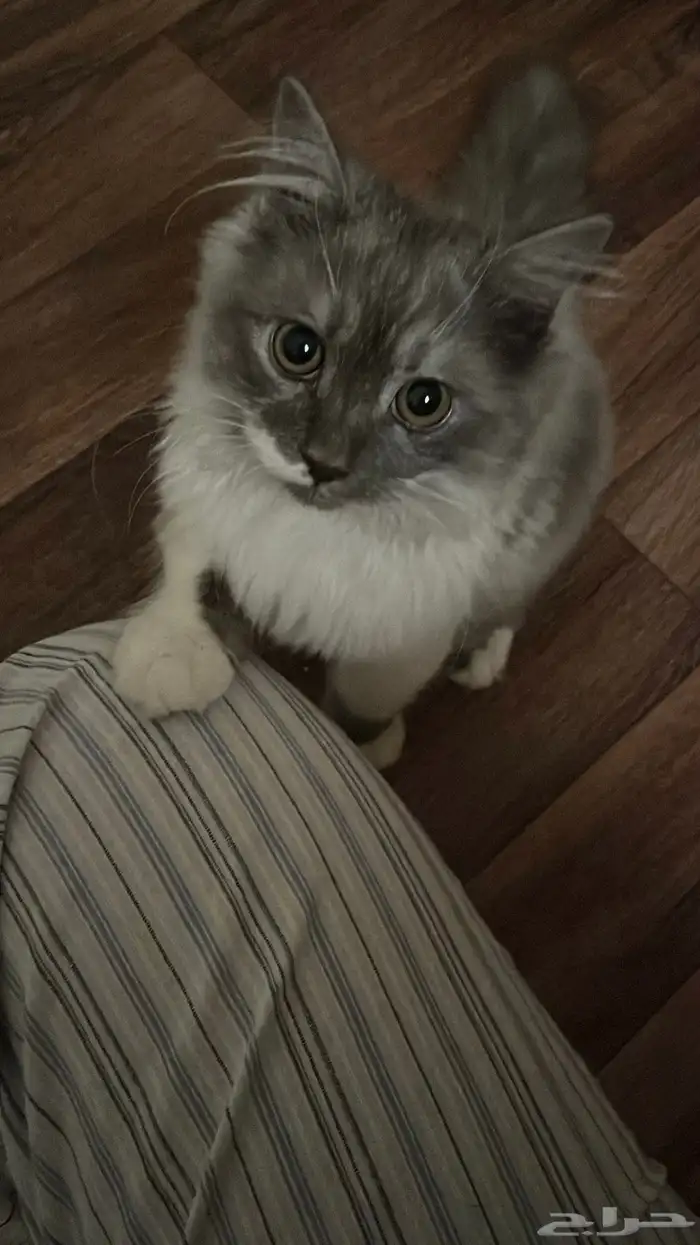 قطو للتبني 0