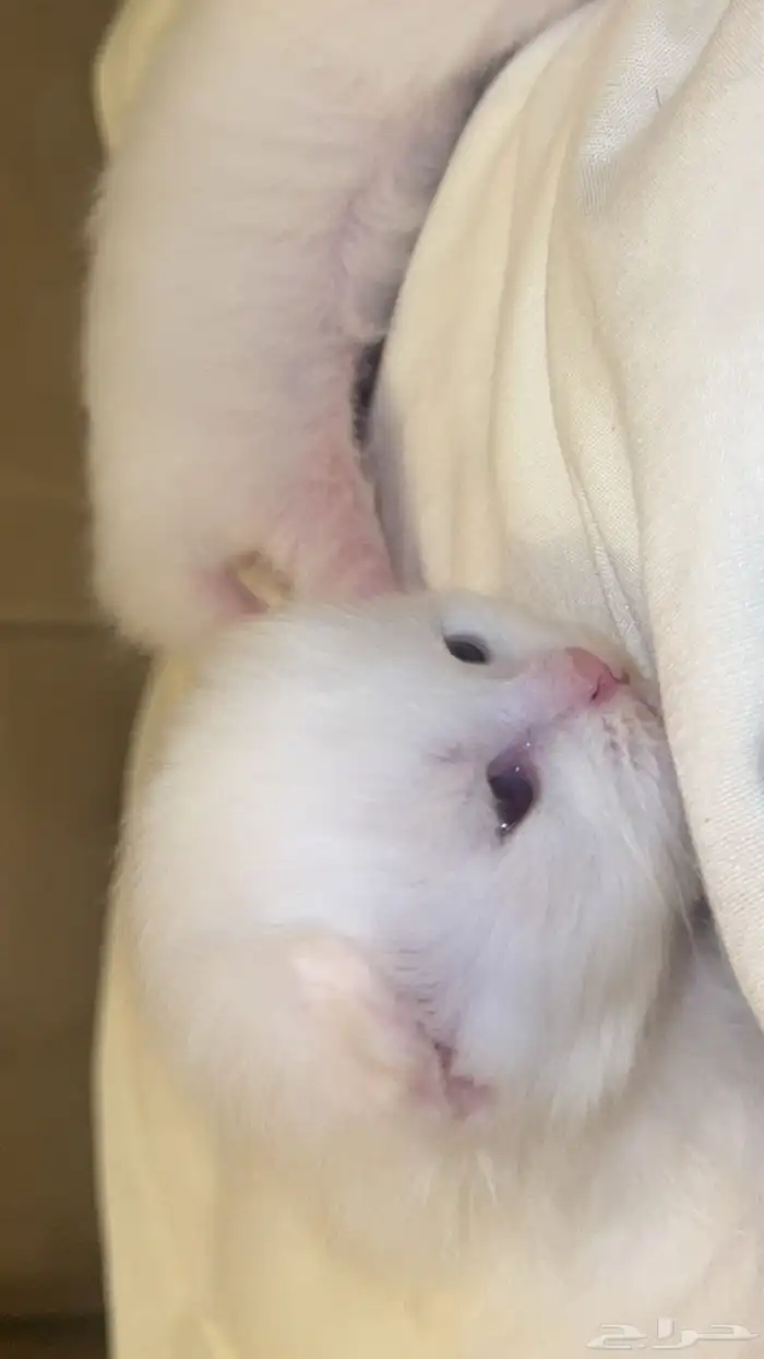 قطط كيتن للبيع 4