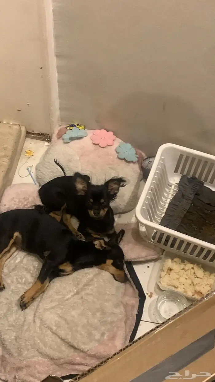 كلبين لعوبين صغار للبيع ب حقين بيت للتبني برسوم 25 مستعجلل 1