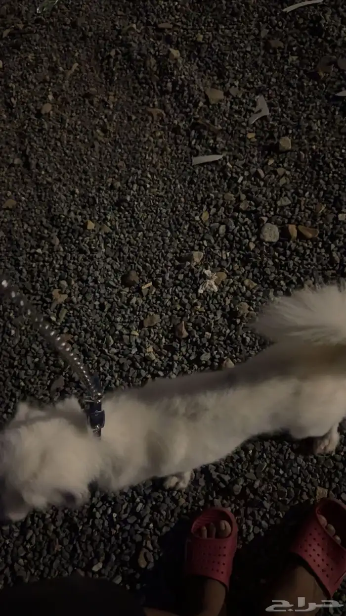 كلب ل تبني برسوم 5