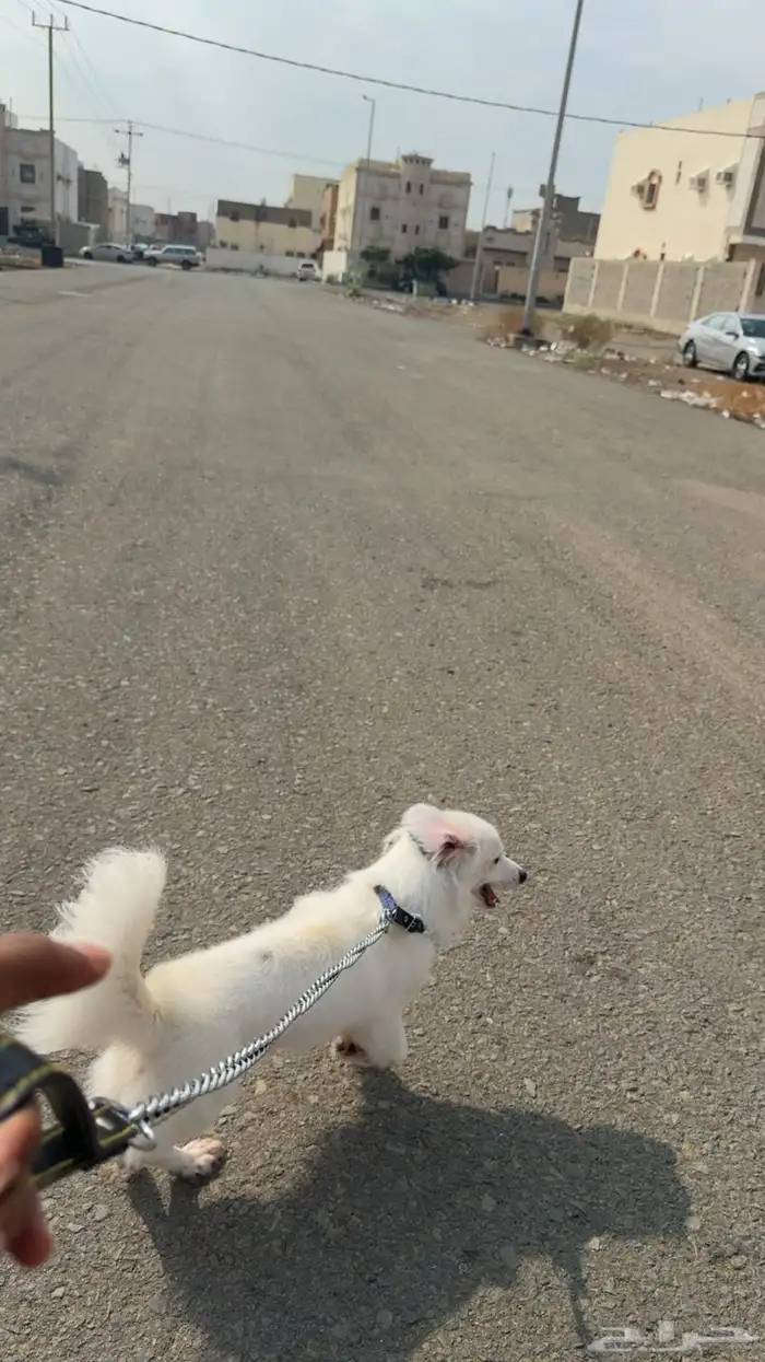 كلب ل تبني برسوم 0