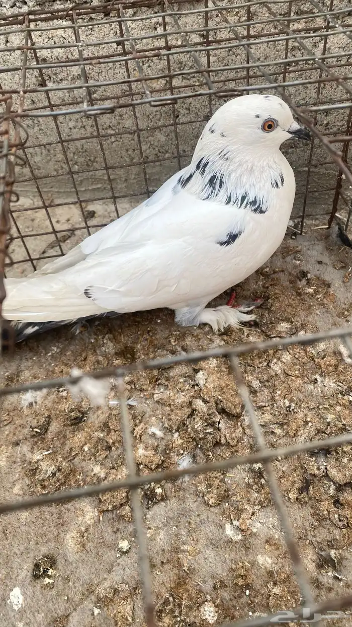 حمام بلدي زوج صحه تمام و انتاج تمام و ثنتين اناثي وذكر 3