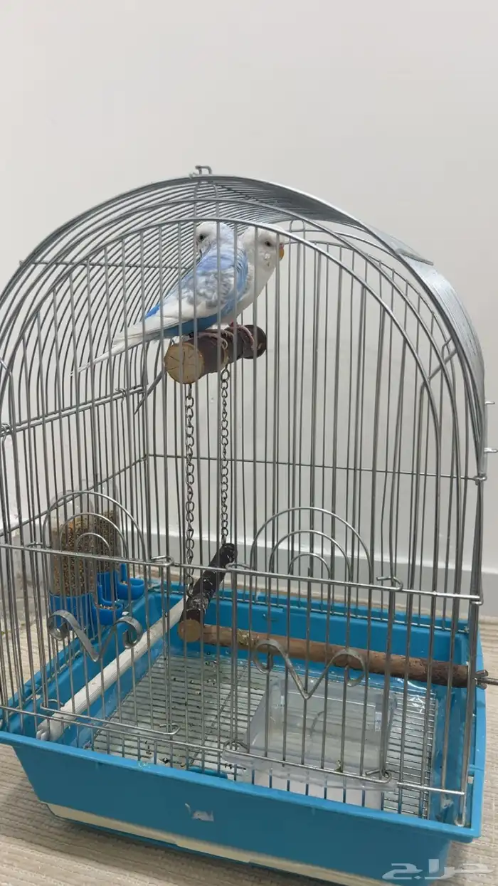 عصافير الحب ( البادجي ) 0