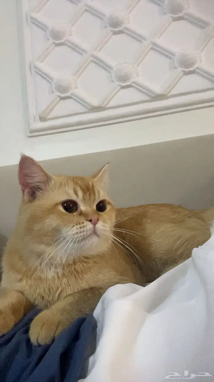 قط ذكر شيرزاي للبيع تفاصيل القط لصامل البيع 0