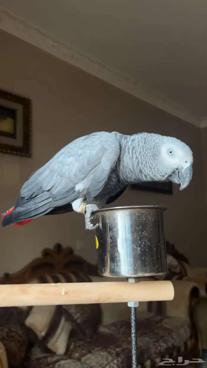 كاسكو اليف ومتكلم مليان كلام 2